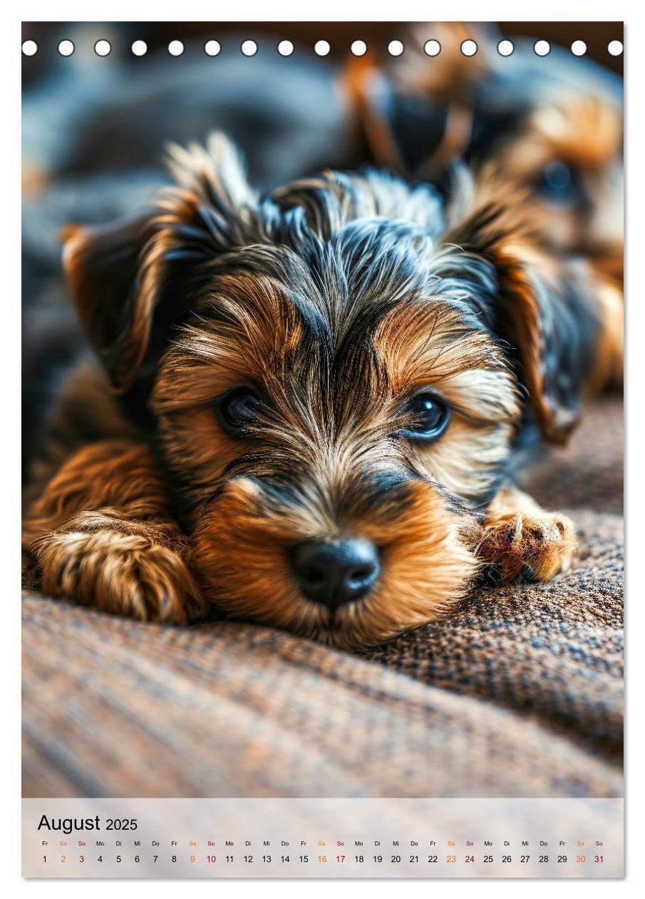 Bild: 9783383771743 | Yorkshire Terrier - ein Hund mit starkem Charakter (Tischkalender...