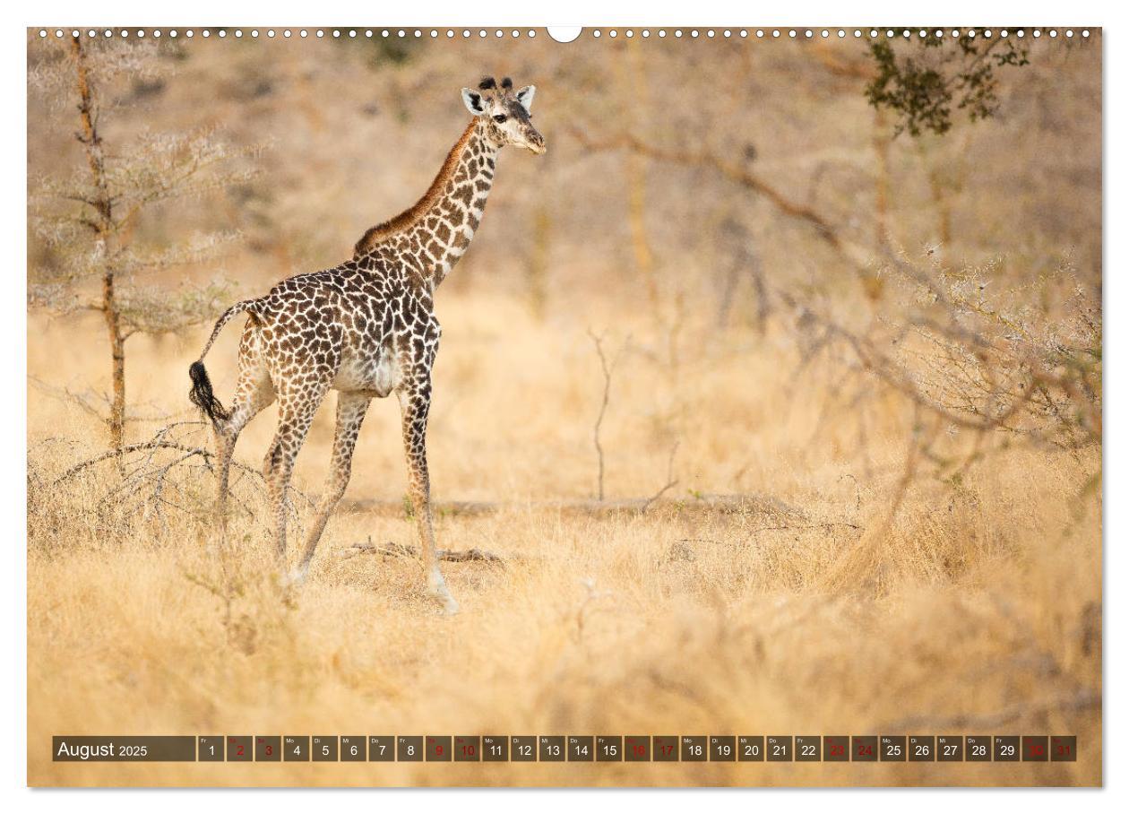 Bild: 9783435423613 | Safari in Tansania (Wandkalender 2025 DIN A2 quer), CALVENDO...