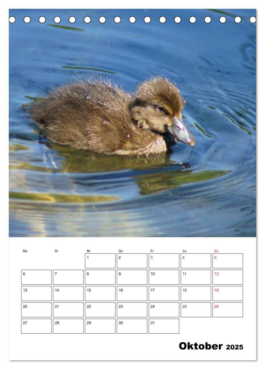 Bild: 9783457000076 | Liebenswerte Enten (Tischkalender 2025 DIN A5 hoch), CALVENDO...