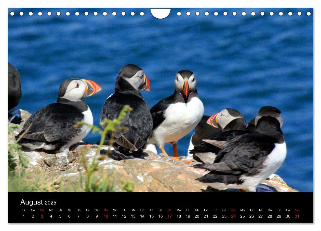 Bild: 9783435808038 | Puffins, Papageitauchern ganz nah (Wandkalender 2025 DIN A4 quer),...