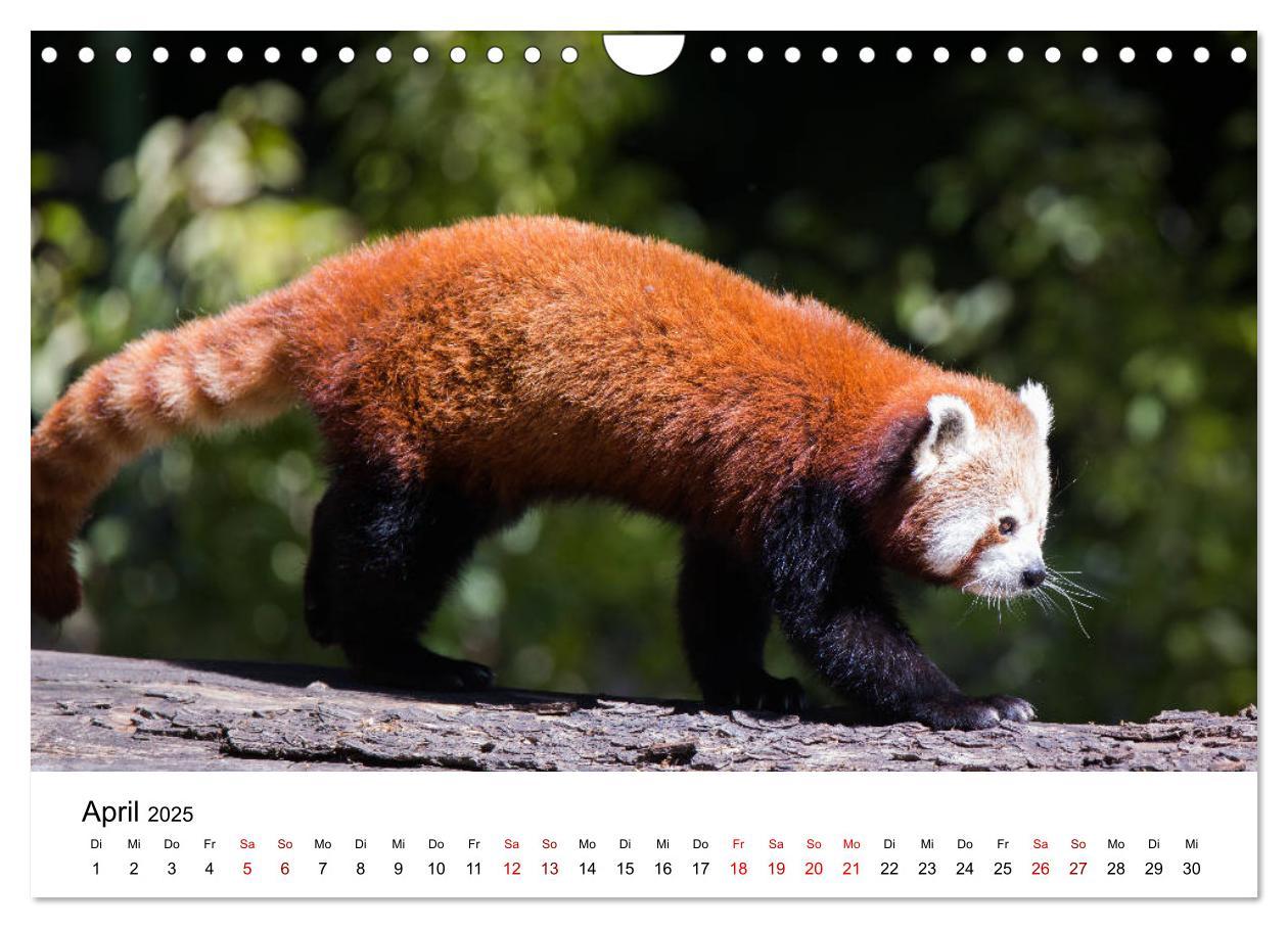 Bild: 9783435330706 | Rote Pandas - geschickte Kletterer (Wandkalender 2025 DIN A4 quer),...