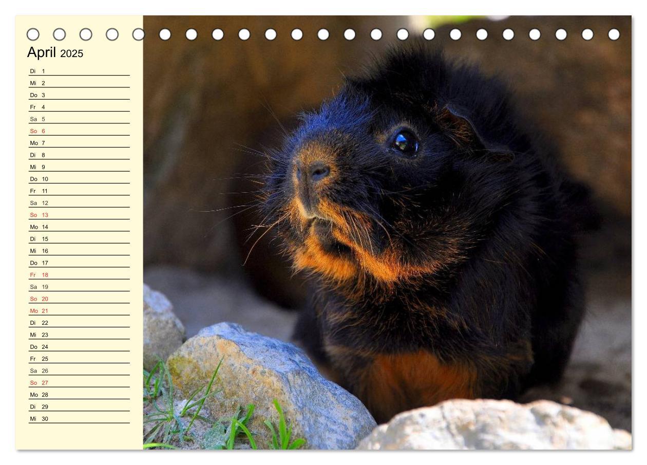 Bild: 9783435508457 | Meerschweinchen. Geliebte Nager (Tischkalender 2025 DIN A5 quer),...