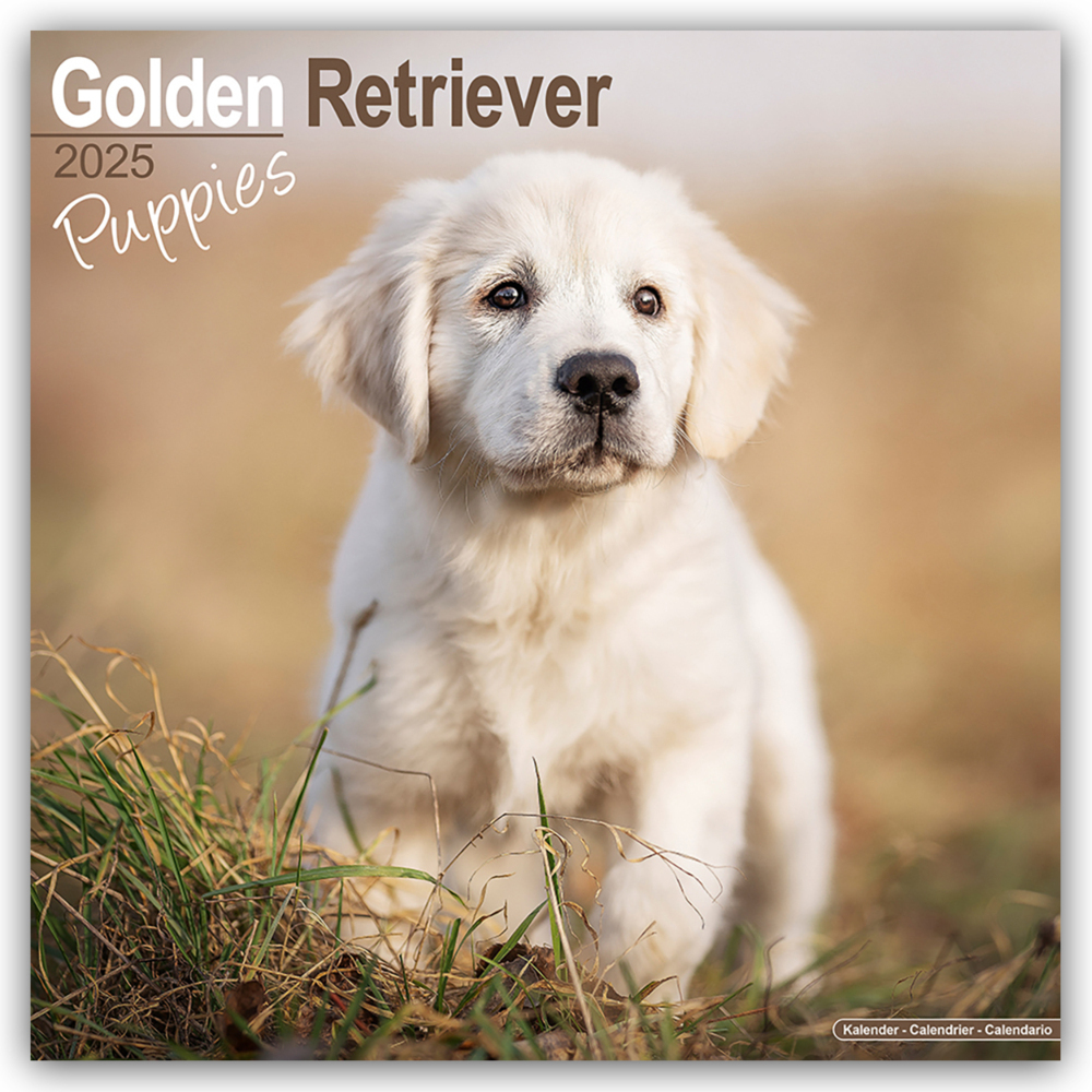 Cover: 9781804604069 | Golden Retriever Puppies - Golden Retriever-Welpen 2025 -...