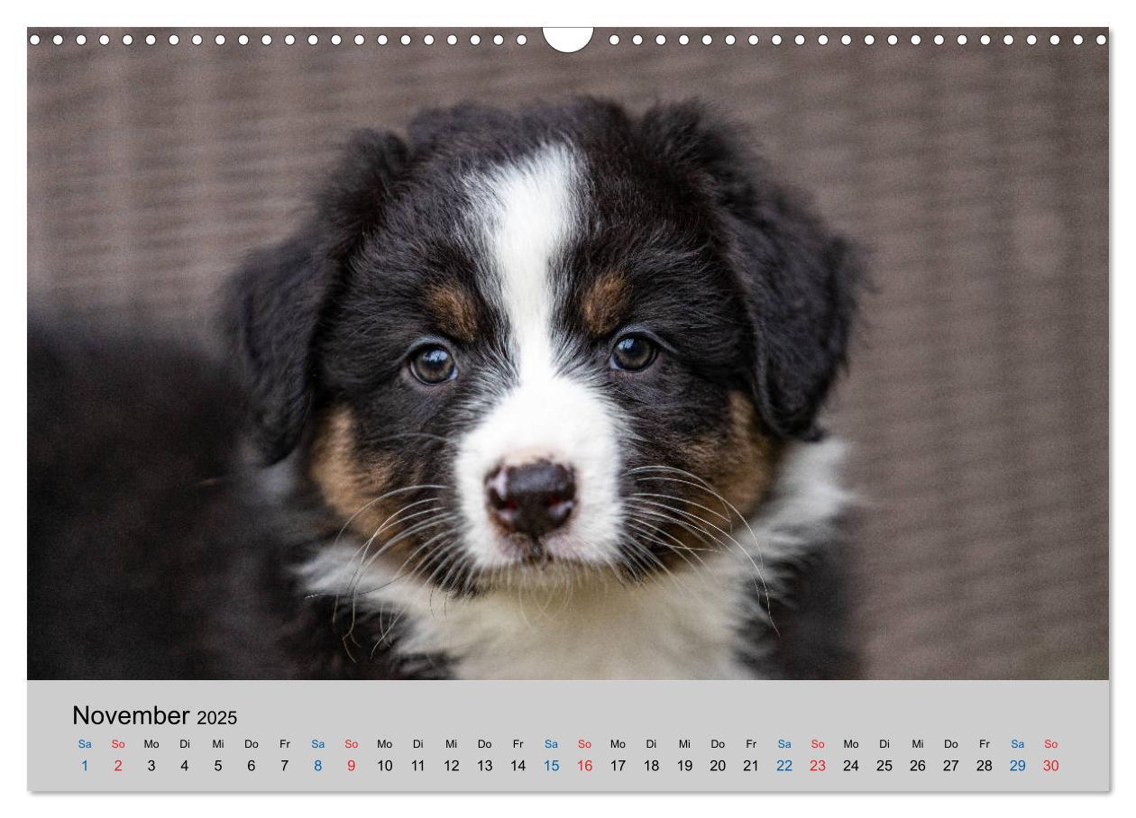 Bild: 9783435151035 | Australian Shepherd Welpen 2025 (Wandkalender 2025 DIN A3 quer),...