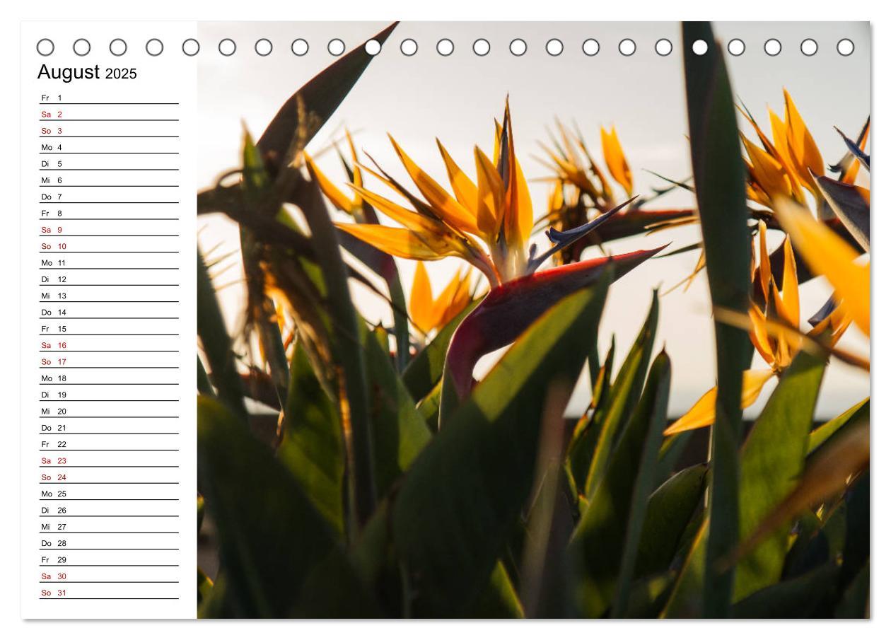 Bild: 9783435389124 | Strelitzien - die Paradiesvögel unter den Blumen (Tischkalender...