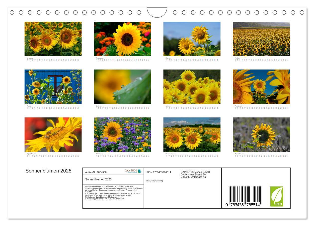 Bild: 9783435788514 | Sonnenblumen 2025 (Wandkalender 2025 DIN A4 quer), CALVENDO...