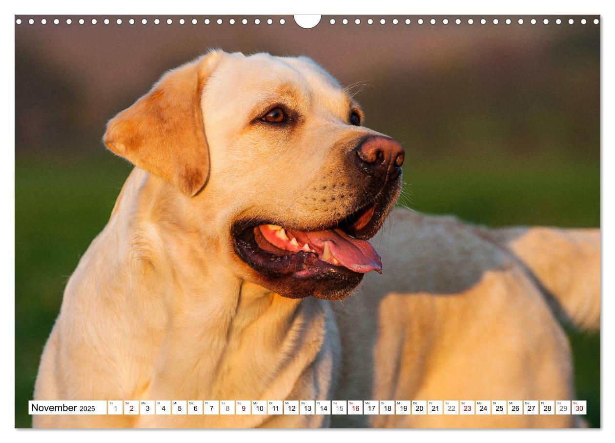 Bild: 9783435312658 | Freund auf 4 Pfoten - Labrador Retriever (Wandkalender 2025 DIN A3...