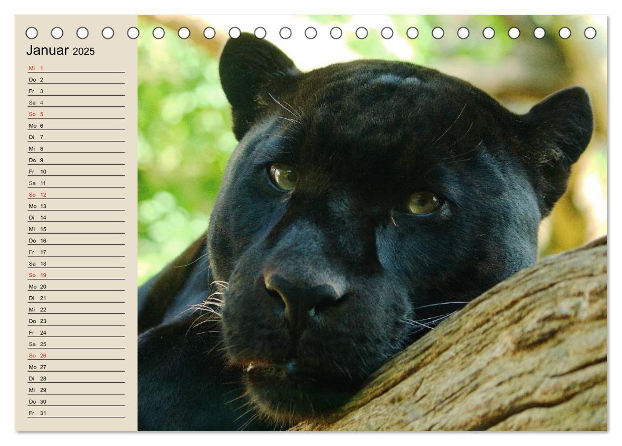 Bild: 9783435525263 | Regenwald. Tiere im Dschungel (Tischkalender 2025 DIN A5 quer),...