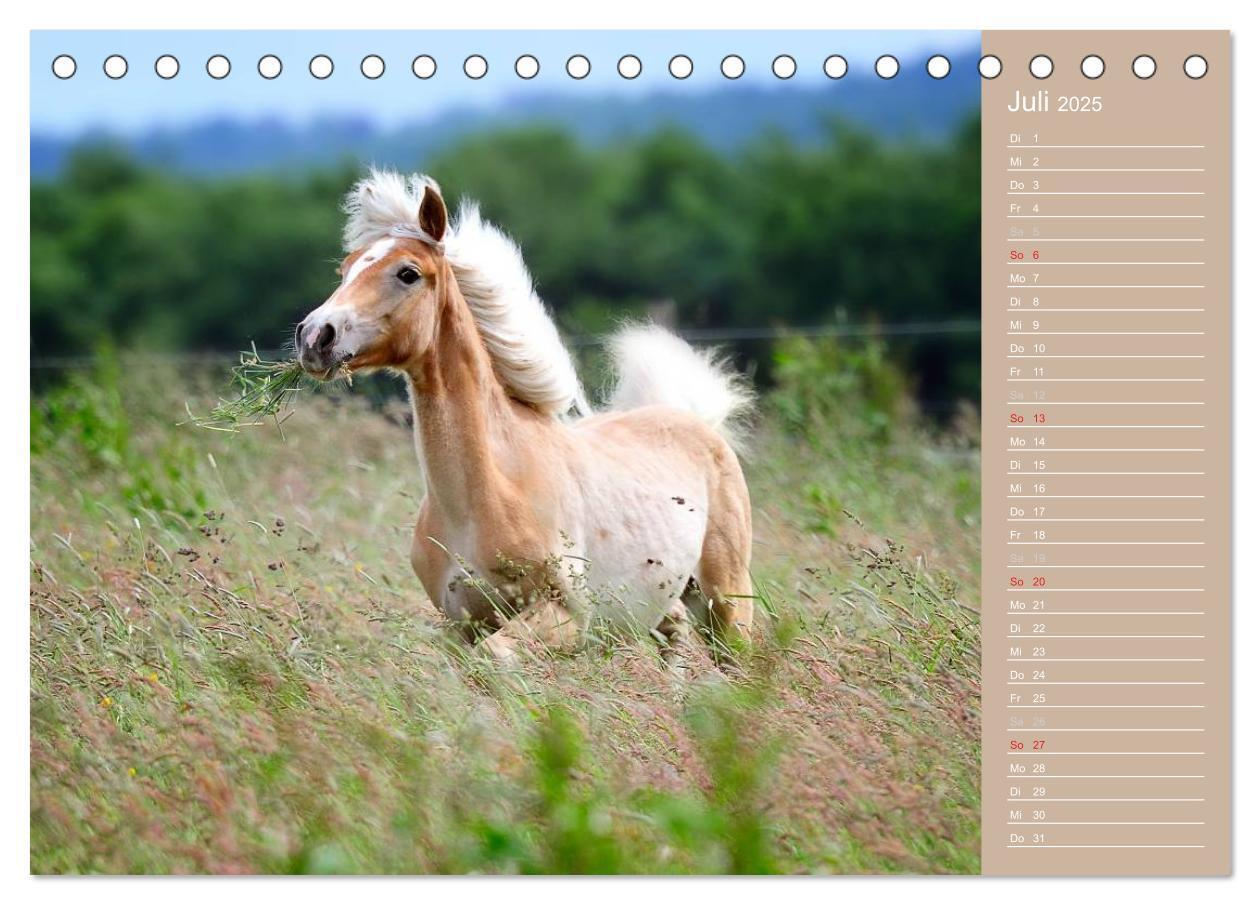 Bild: 9783435723737 | Haflinger / Geburtstagskalender (Tischkalender 2025 DIN A5 quer),...