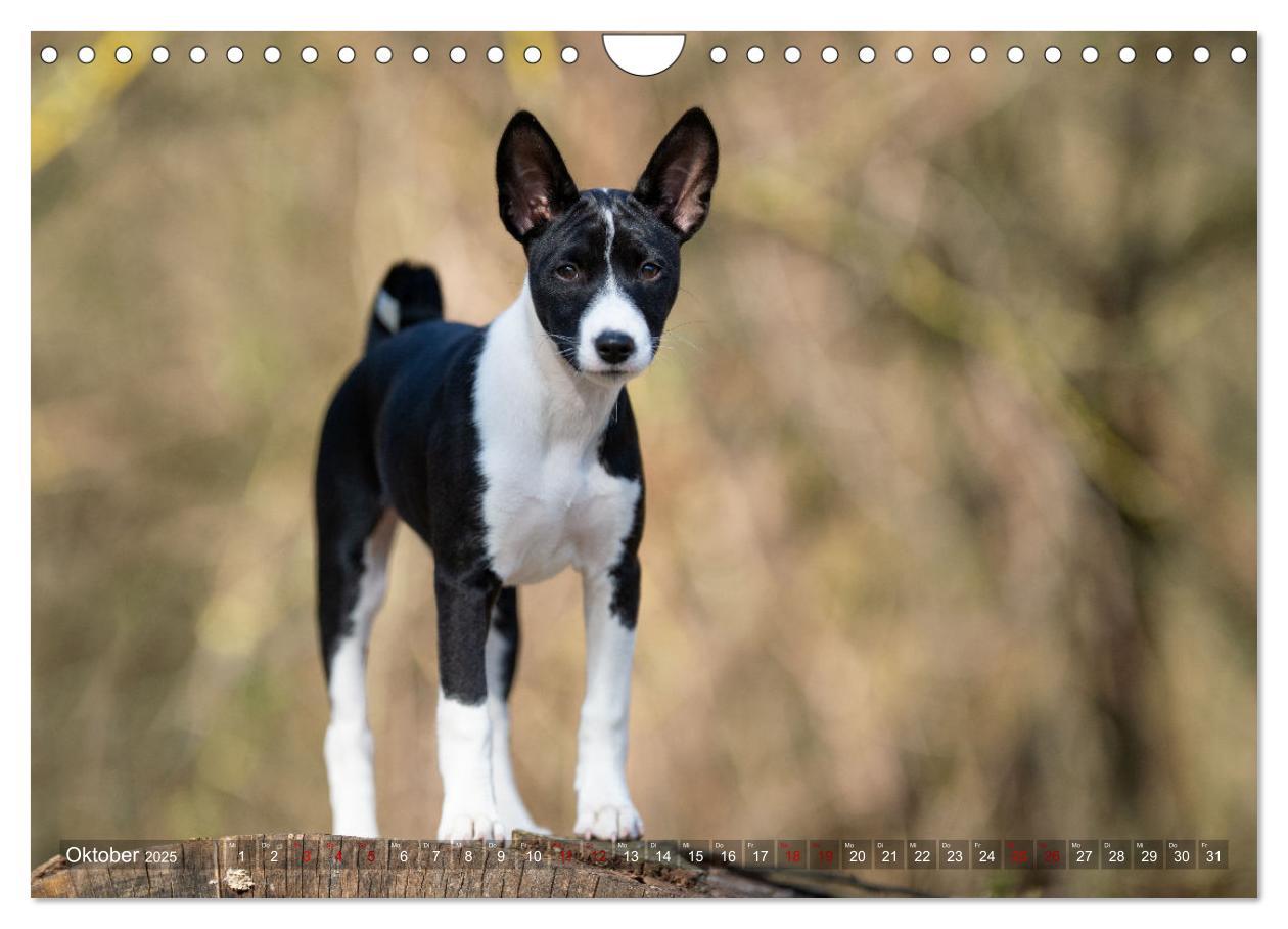 Bild: 9783435025978 | Coole Basenjis (Wandkalender 2025 DIN A4 quer), CALVENDO...