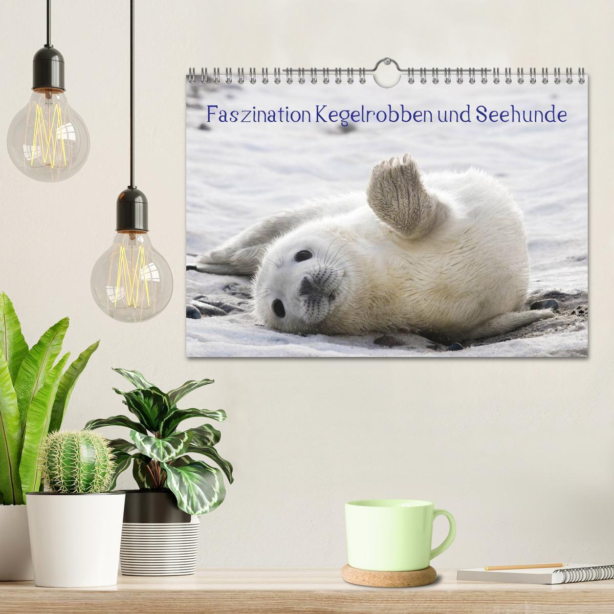 Bild: 9783435614097 | Faszination Kegelrobben und Seehunde 2025 (Wandkalender 2025 DIN A4...