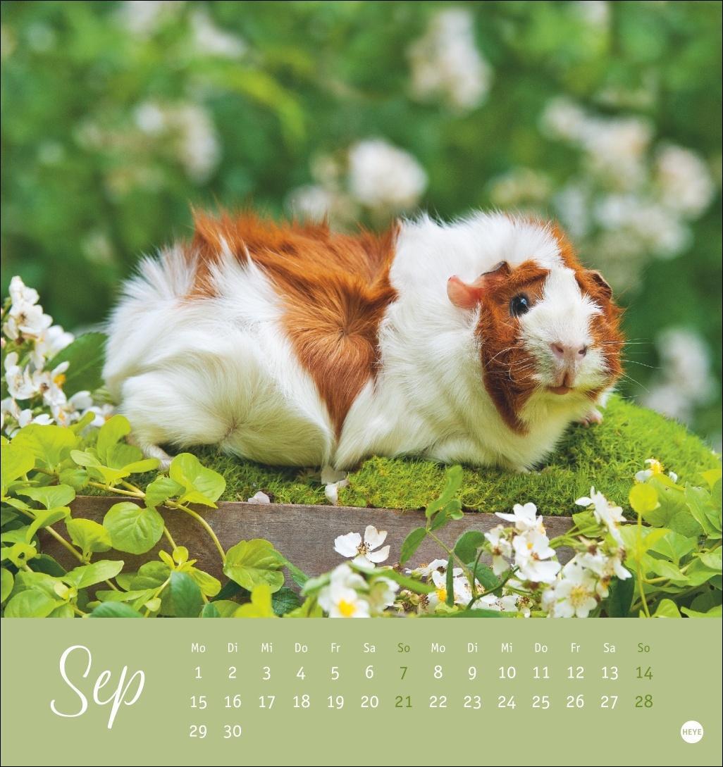 Bild: 9783756407101 | Kuschelige Meerschweinchen Postkartenkalender 2025 | Kalender | 13 S.