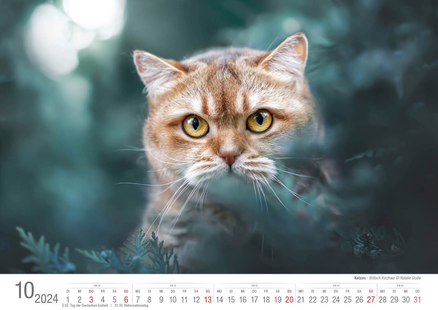 Bild: 9783965352001 | Katzen 2024 Bildkalender A3 quer - Natalie Große | Holger Klaes | 2024