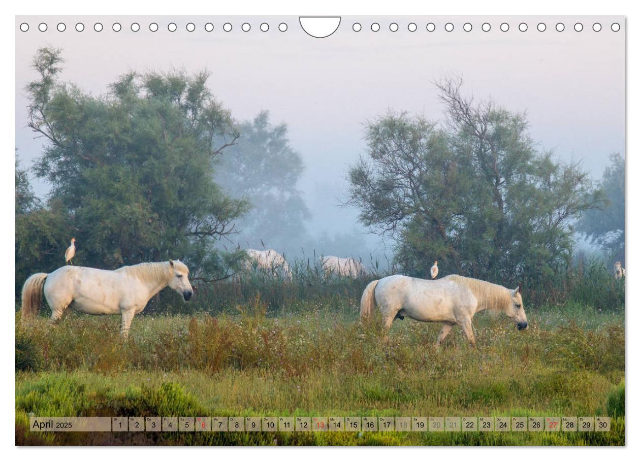 Bild: 9783435407613 | Camargue - Der wilde Süden Frankreichs (Wandkalender 2025 DIN A4...