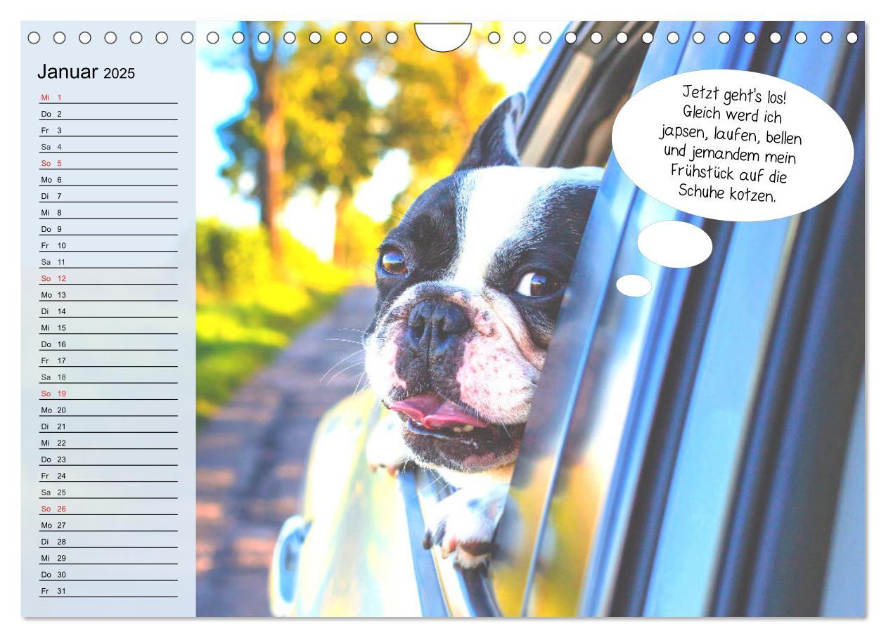 Bild: 9783435184897 | Hurra! Wir gehen Gassi! Abenteuer mit dem Hund! (Wandkalender 2025...