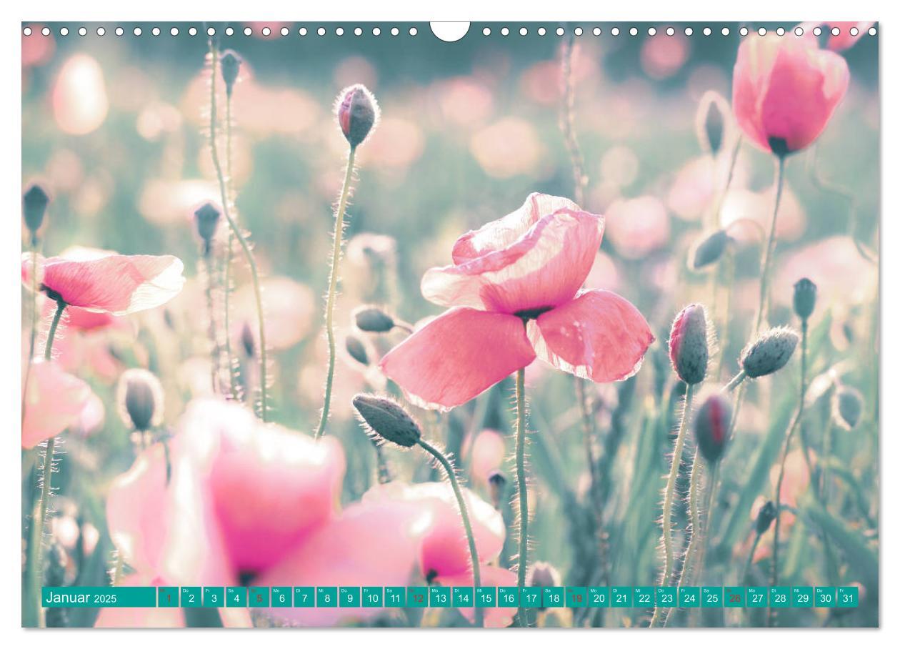 Bild: 9783435287857 | Mohnblumen - Fotografie mit Magie (Wandkalender 2025 DIN A3 quer),...