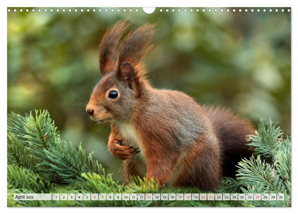 Bild: 9783435605927 | Wildtiere. Heimische Schönheiten (Wandkalender 2025 DIN A3 quer),...