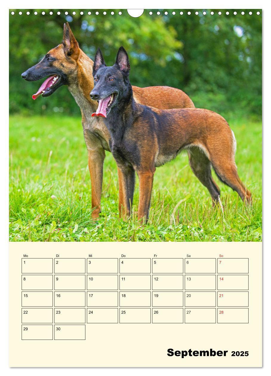 Bild: 9783435958788 | Familienplaner Tausendsassa Malinois (Wandkalender 2025 DIN A3...