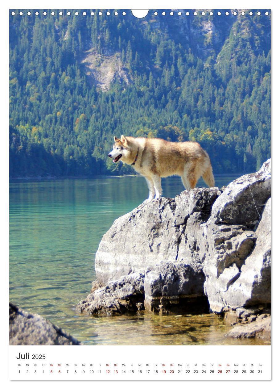 Bild: 9783435934706 | Faszination Husky (Wandkalender 2025 DIN A3 hoch), CALVENDO...