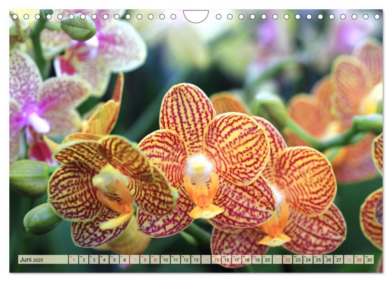 Bild: 9783383765049 | Beliebte Orchideen (Wandkalender 2025 DIN A4 quer), CALVENDO...