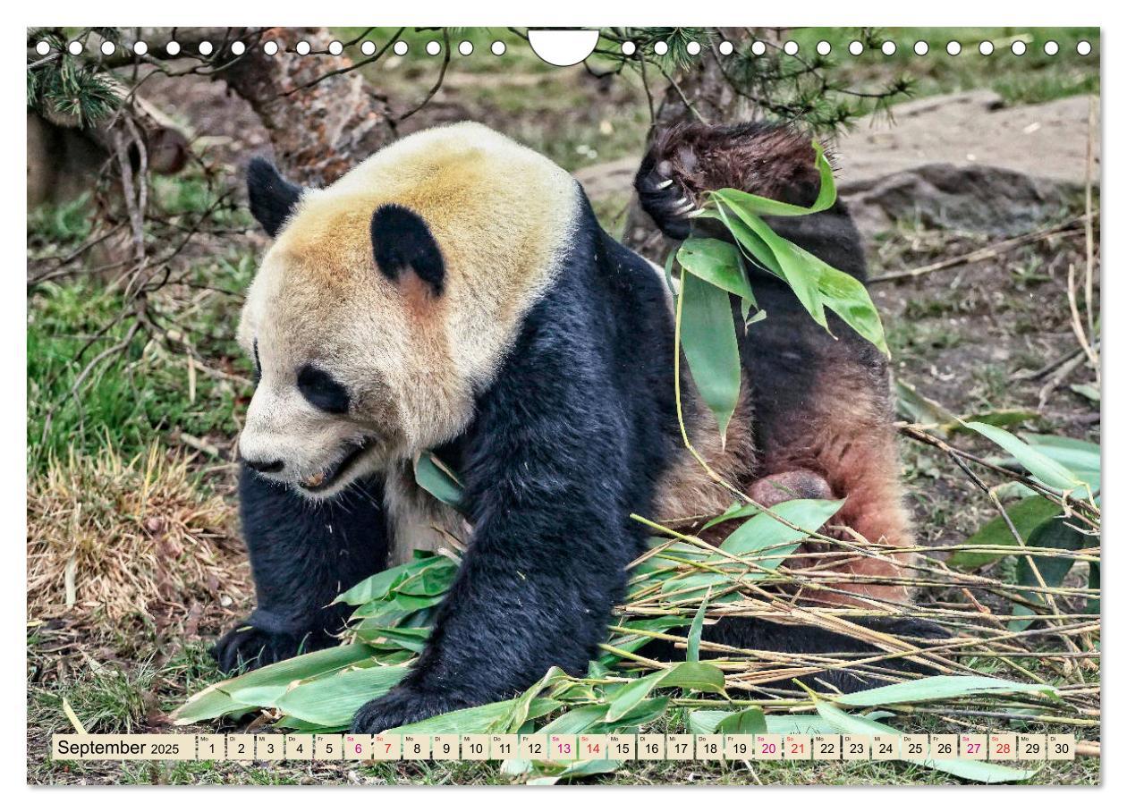 Bild: 9783435372058 | Niedlicher Panda (Wandkalender 2025 DIN A4 quer), CALVENDO...