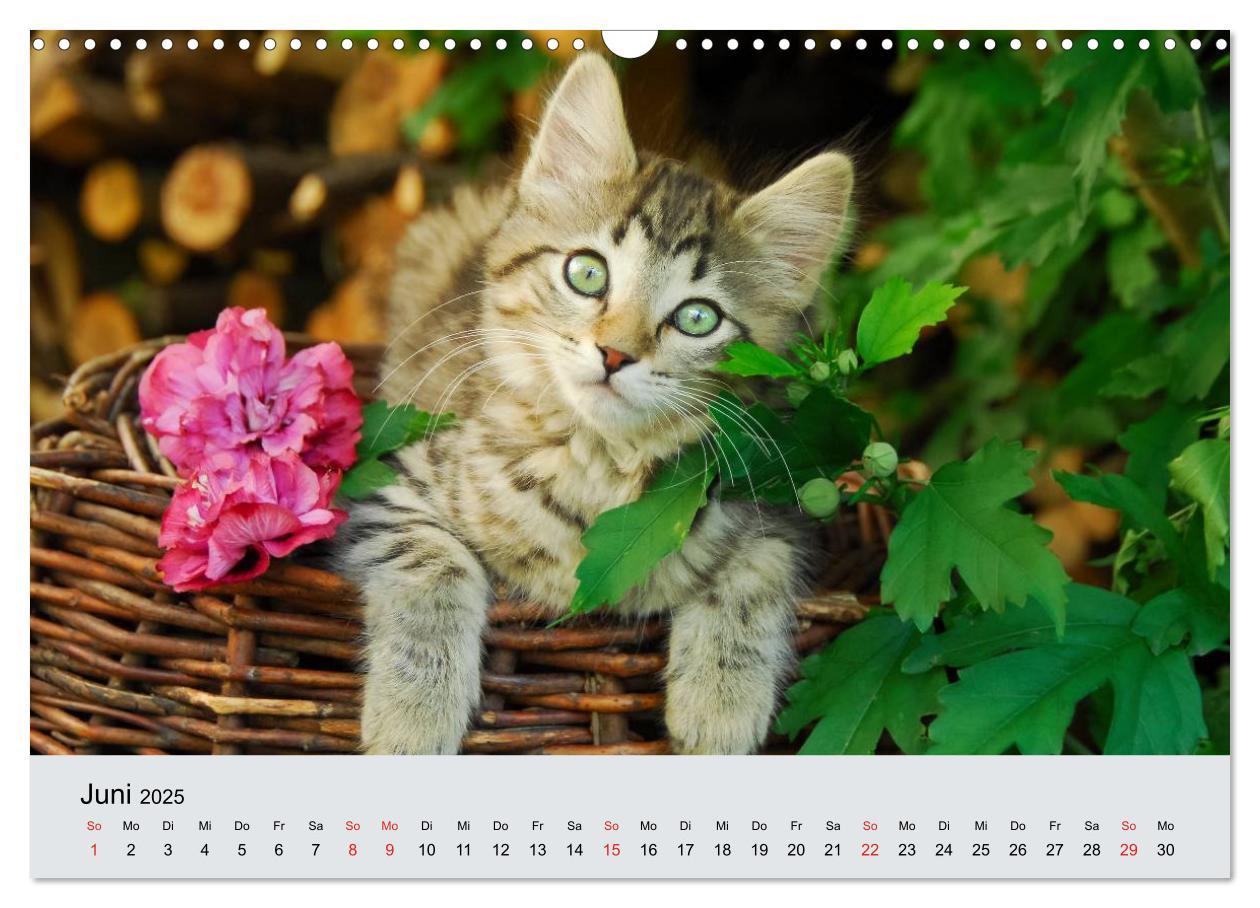 Bild: 9783435823284 | Katzen im Garten (Wandkalender 2025 DIN A3 quer), CALVENDO...