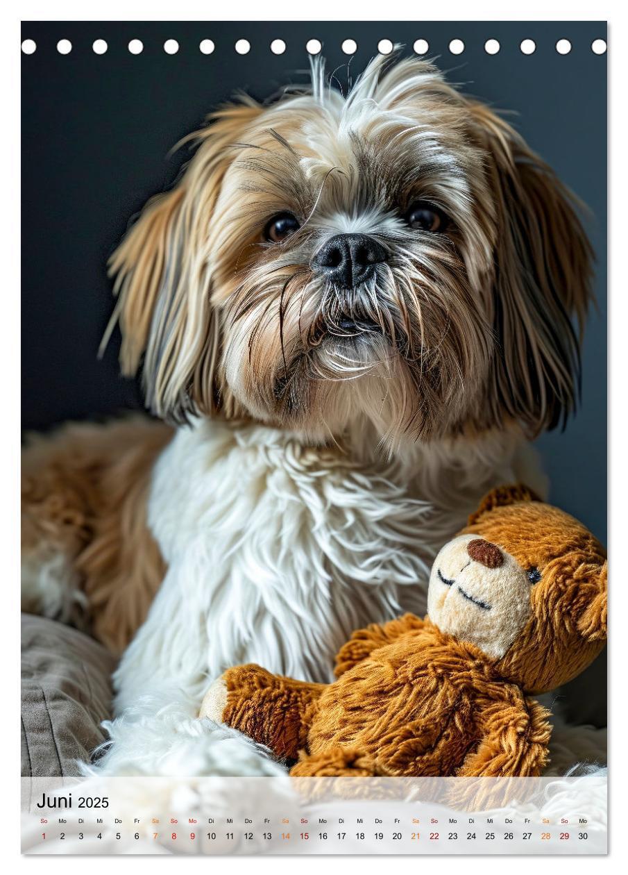 Bild: 9783383765599 | Shih Tzu - immer im Mittelpunkt (Tischkalender 2025 DIN A5 hoch),...