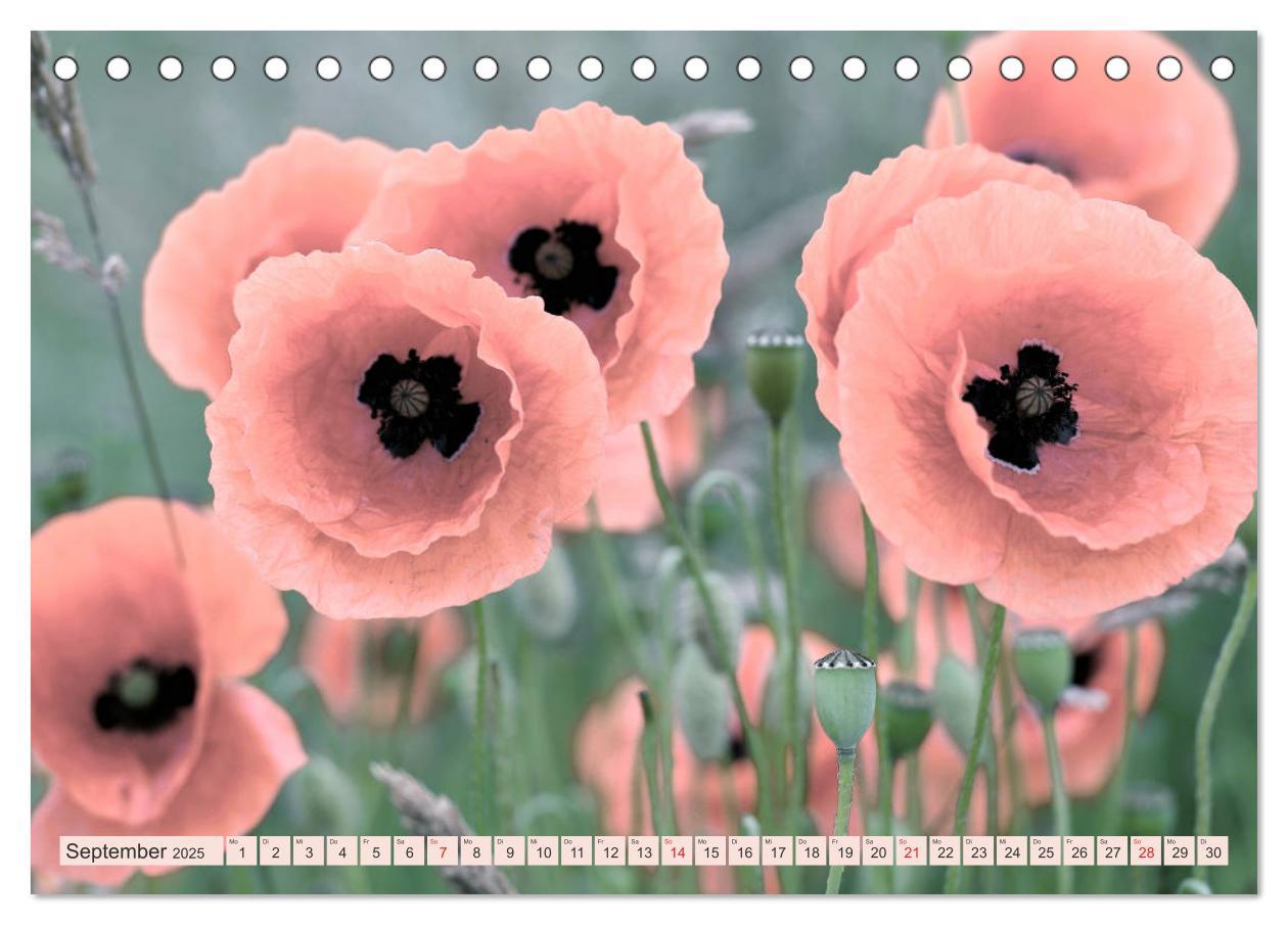 Bild: 9783435286867 | Mohnblumen - Fotografie mit Magie (Tischkalender 2025 DIN A5 quer),...