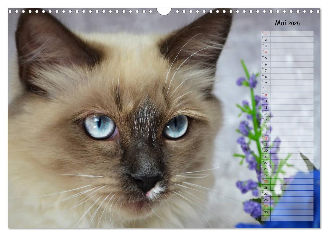 Bild: 9783435733859 | Katzen im Porträt / Geburtstagskalender (Wandkalender 2025 DIN A3...