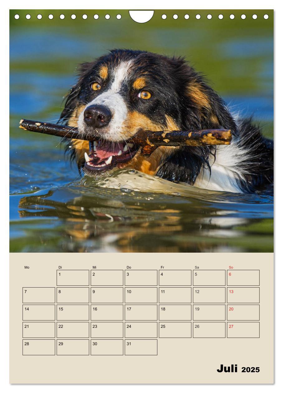 Bild: 9783435959617 | Border Collie - Ein Familienplaner (Wandkalender 2025 DIN A4 hoch),...