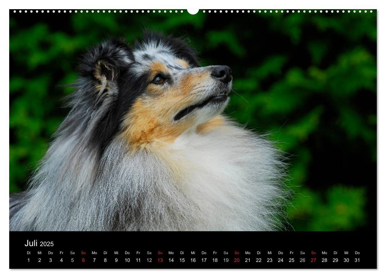 Bild: 9783435767892 | Sheltie 2025 (Wandkalender 2025 DIN A2 quer), CALVENDO Monatskalender