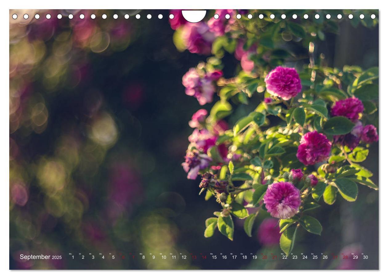 Bild: 9783435391325 | Die Welt der Alten Rosen (Wandkalender 2025 DIN A4 quer), CALVENDO...