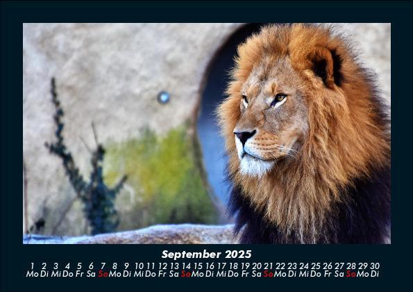 Bild: 9783755988403 | Löwen in der Wildnis 2025 Fotokalender DIN A5 | Tobias Becker | 2025