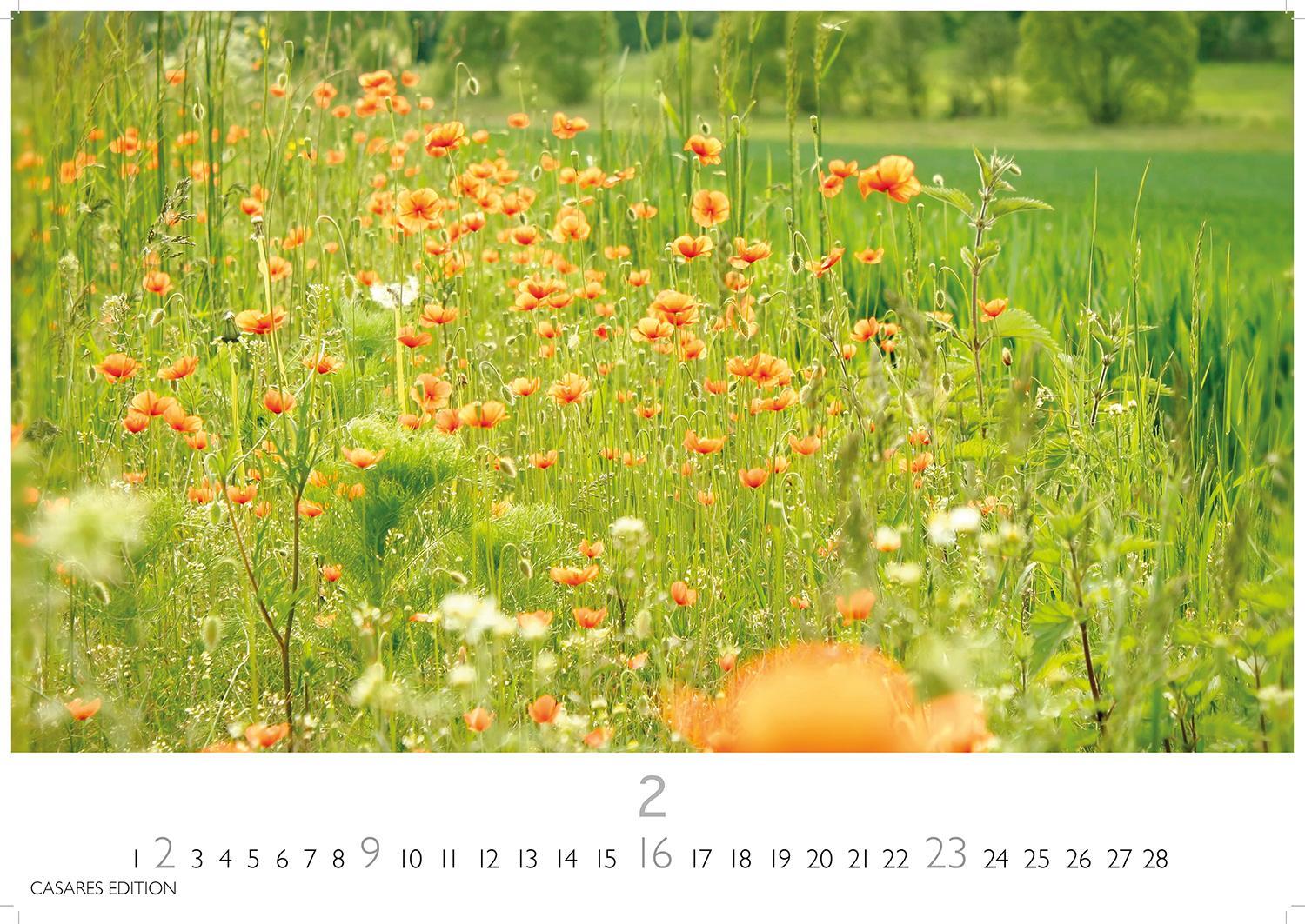 Bild: 9781835242186 | Blumenwiese 2025 L 35x50cm | Kalender | 14 S. | Deutsch | 2025