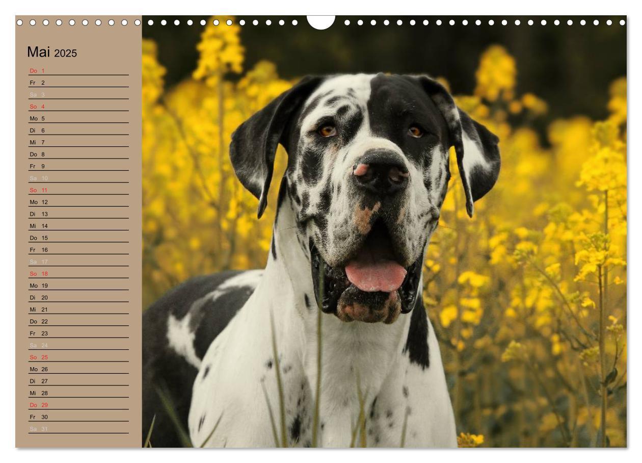 Bild: 9783435491841 | Deutsche Doggen - Sanfte Riesen (Wandkalender 2025 DIN A3 quer),...