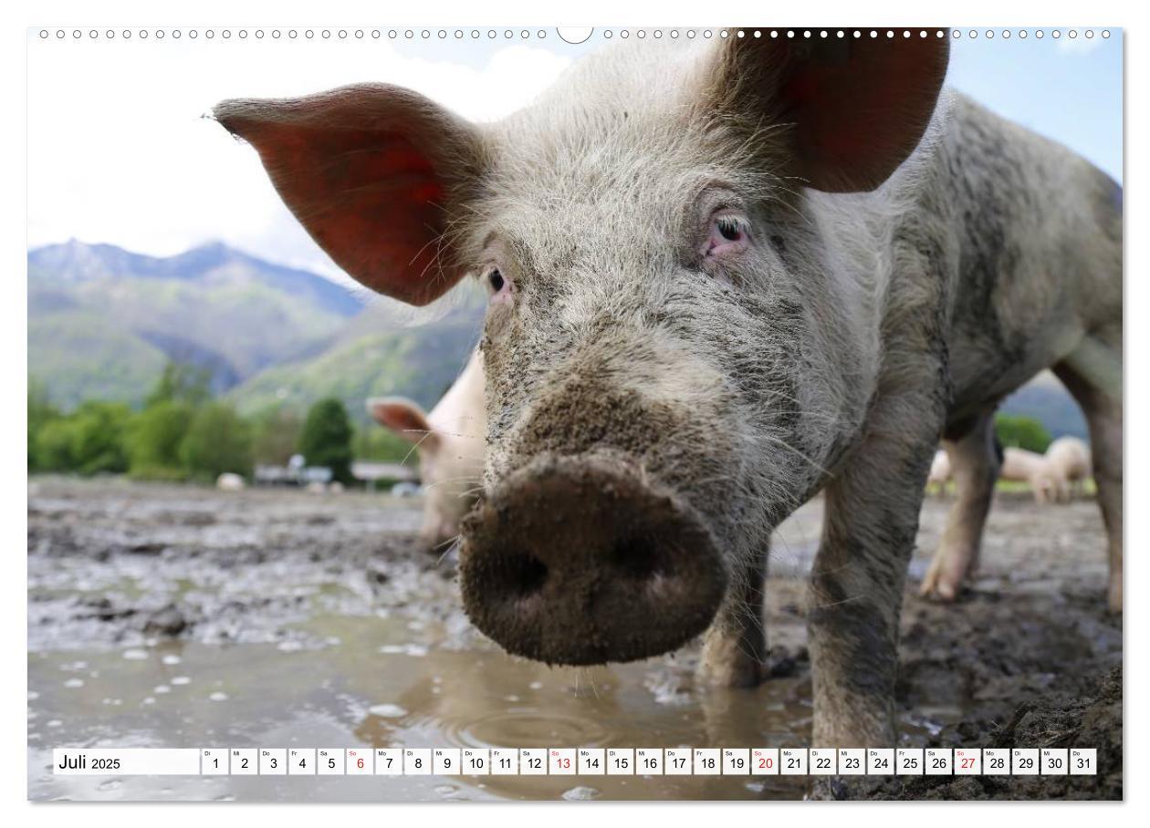 Bild: 9783435601400 | Von Säuen die Schwein haben! (Wandkalender 2025 DIN A2 quer),...