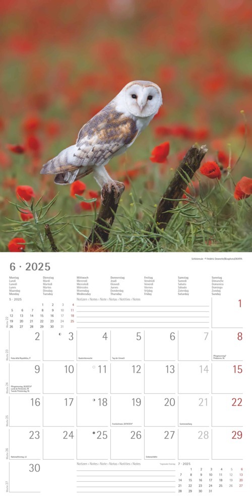 Bild: 4251732340735 | Alpha Edition - Eulen 2025 Broschürenkalender, 30x30cm,...