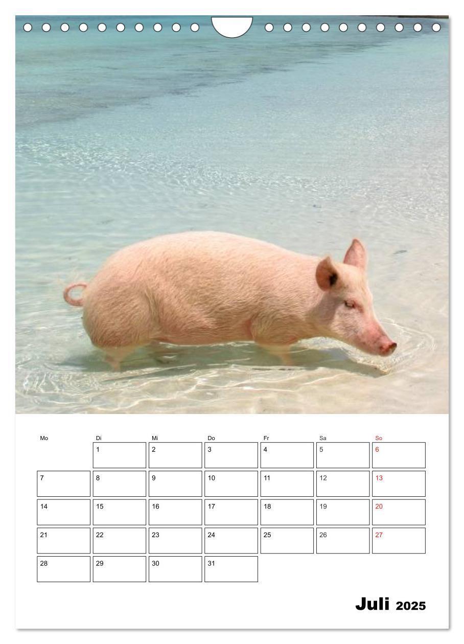 Bild: 9783457024799 | Schweine auf den Bahamas! (Wandkalender 2025 DIN A4 hoch), CALVENDO...