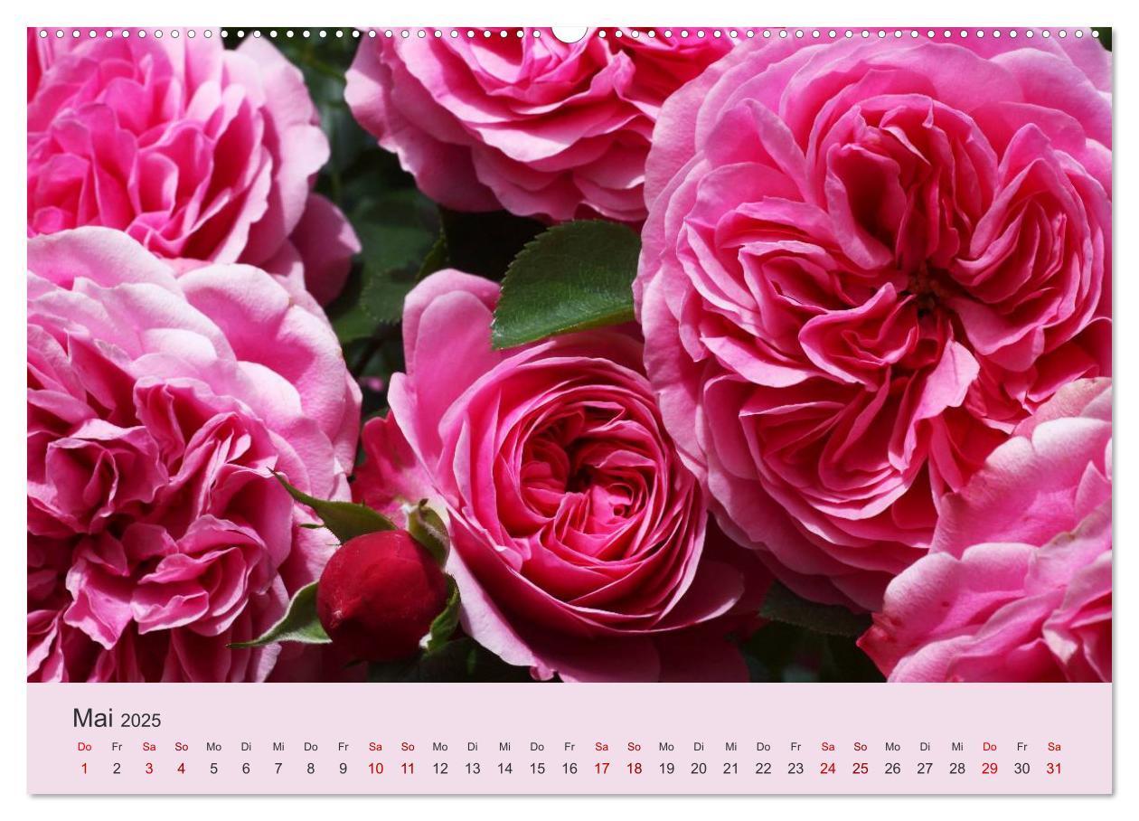 Bild: 9783435452743 | Rosen Reigen im Garten (Wandkalender 2025 DIN A2 quer), CALVENDO...