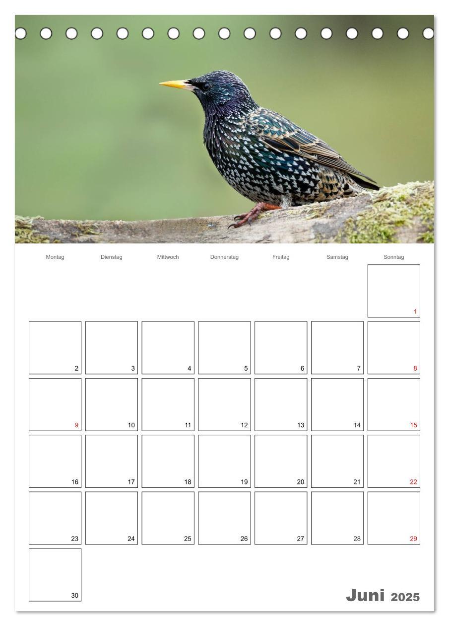 Bild: 9783457007730 | Vögel im heimischen Garten (Tischkalender 2025 DIN A5 hoch),...