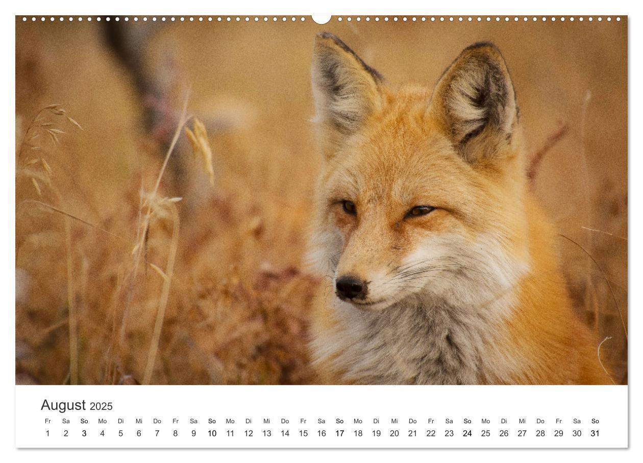 Bild: 9783435068098 | Flinke Füchse (Wandkalender 2025 DIN A2 quer), CALVENDO Monatskalender