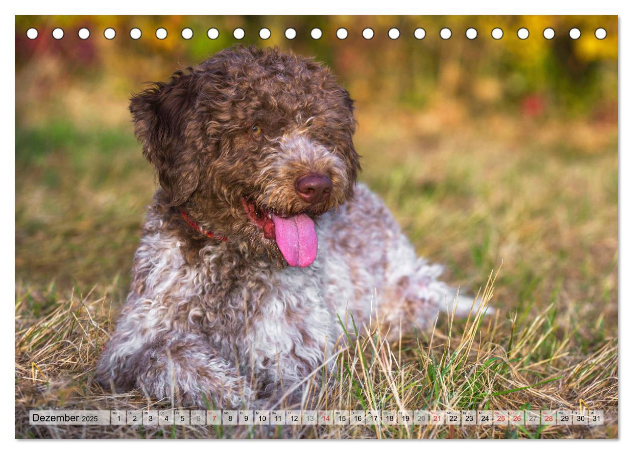 Bild: 9783435311484 | Lagotto Romagnolo - Ein Hund zum Verlieben (Tischkalender 2025 DIN...