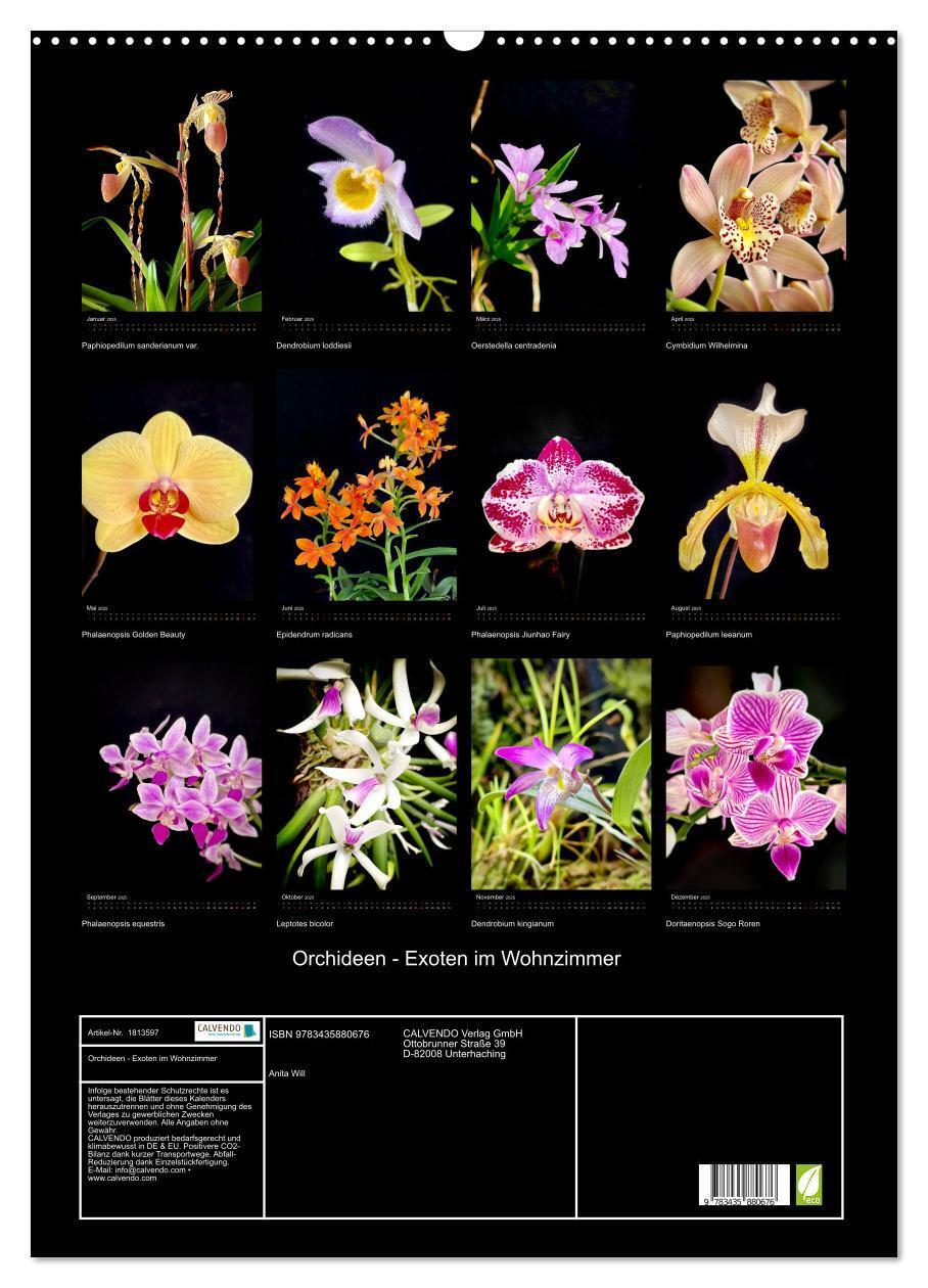 Bild: 9783435880676 | Orchideen - Exoten im Wohnzimmer (Wandkalender 2025 DIN A2 hoch),...