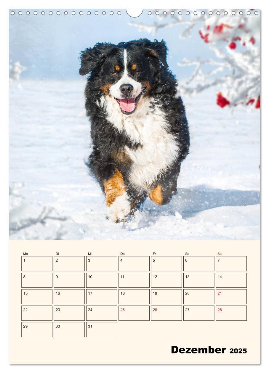 Bild: 9783435937974 | Traumhaft schön - Der Berner Sennenhund (Wandkalender 2025 DIN A3...