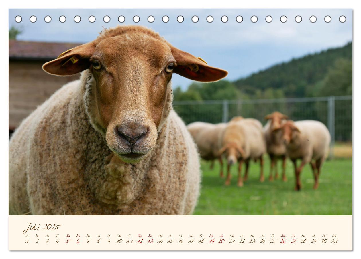 Bild: 9783435171767 | Coburger Fuchsschaf (Tischkalender 2025 DIN A5 quer), CALVENDO...