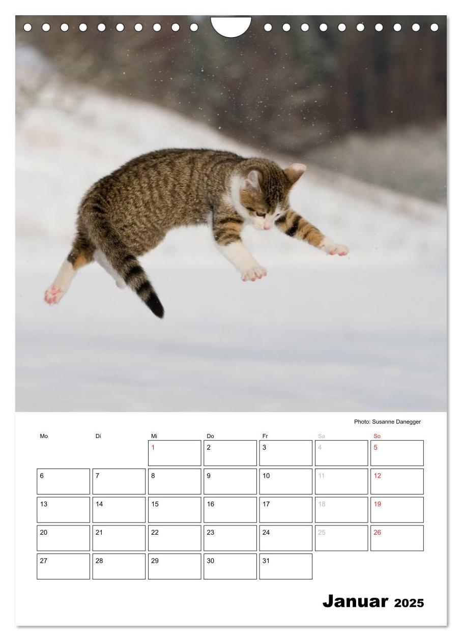 Bild: 9783457086711 | Katzenkinder - Impressionen (Wandkalender 2025 DIN A4 hoch),...