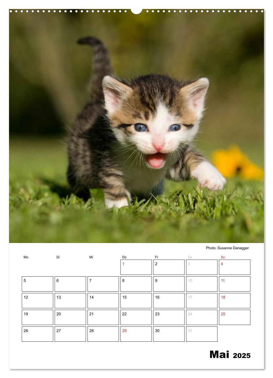 Bild: 9783457086063 | Katzenkinder - Impressionen (Wandkalender 2025 DIN A2 hoch),...