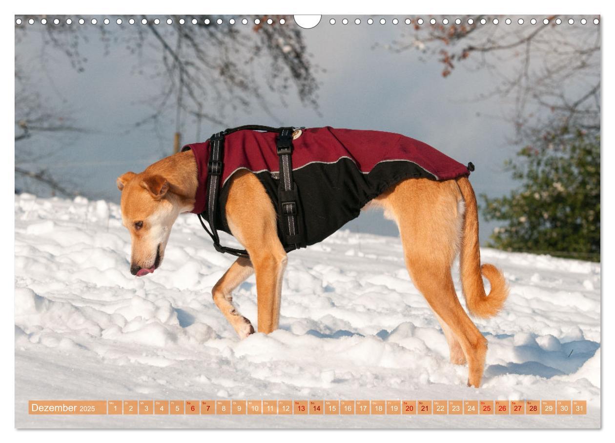 Bild: 9783435025718 | Witziger Windhund - Portugiesischer Galgo (Wandkalender 2025 DIN A3...