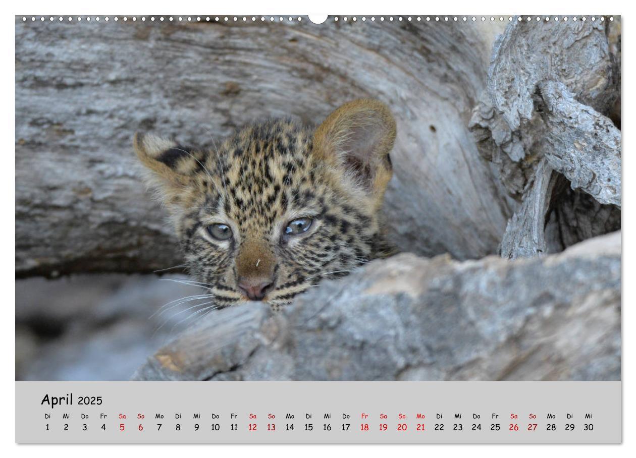 Bild: 9783435365296 | Leoparden - groß und klein (Wandkalender 2025 DIN A2 quer),...