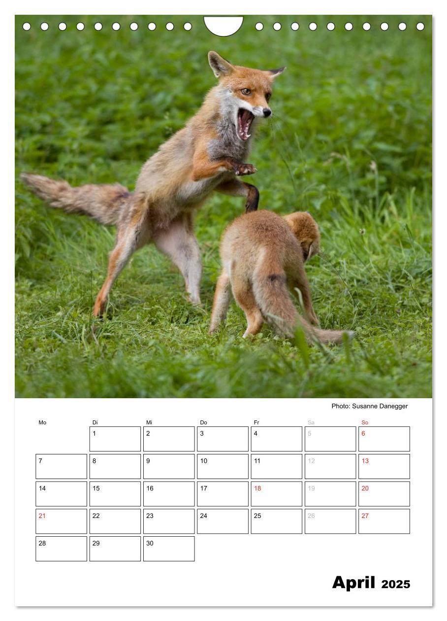 Bild: 9783457087008 | Rotfuchs - Impressionen (Wandkalender 2025 DIN A4 hoch), CALVENDO...